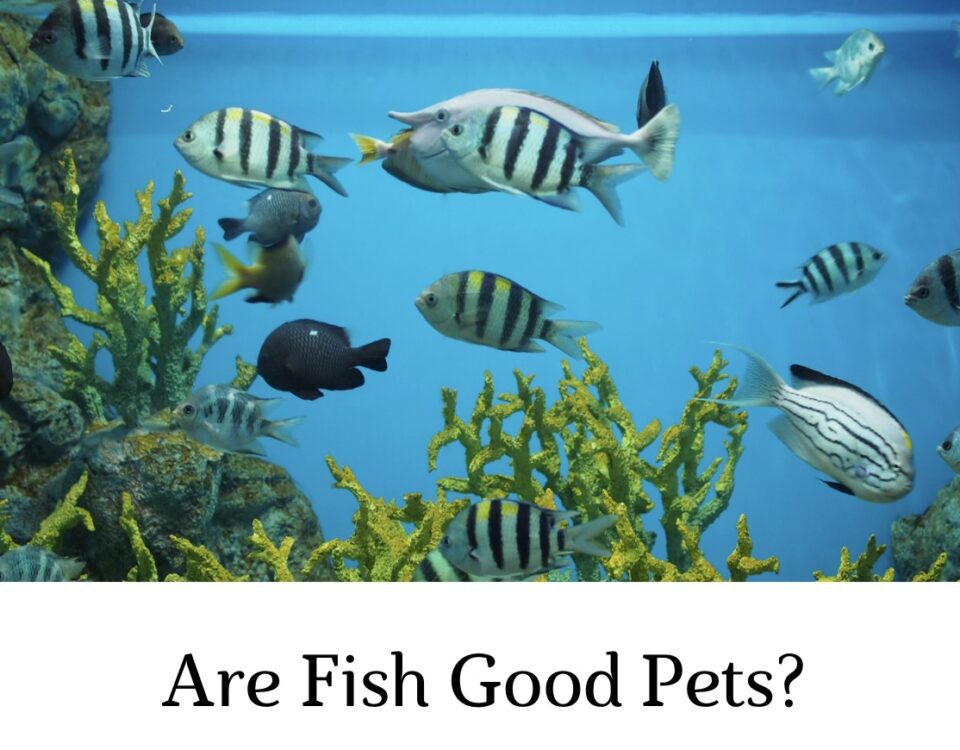 Are Fish Good Pets?